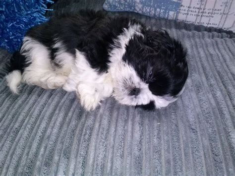 8 Week Old Baby Black And White Shih Tzu 450 Manchester