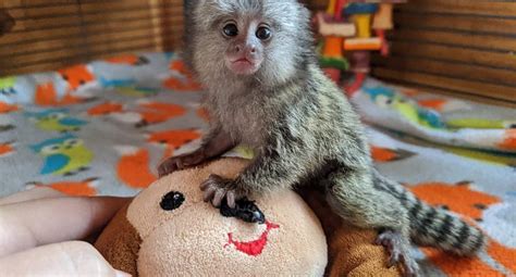 Babies Pygmy Marmoset Capuchin Monkeys For Sale Classifiedsuk Free