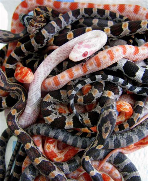 The Best Pet Snake for a Beginner… | 파충류