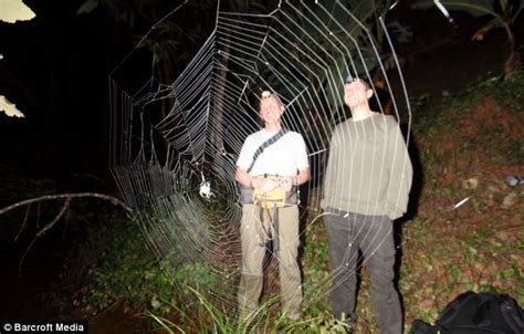 Worlds Biggest Spider Web Stretches More Than 80 Feet Across River