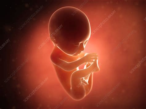 Human Fetus At 6 Months Illustration Stock Image F0111070