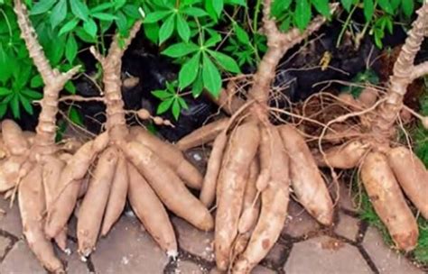 How To Grow Cassava Also Known As Yuca Plant Instructions