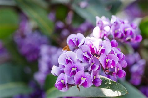 Plants have a mounding, trailing habit, with foliage in shades of chartreuse, gold, bronze, brown, red, purple and nearly black. What Is Hardenbergia: Purple Lilac Vine Info And Care In ...