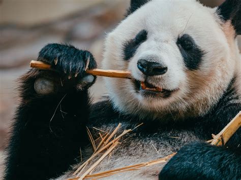 Un Fidèle Perspective Abréger Eating Panda La Forge Brasserie Marqueur
