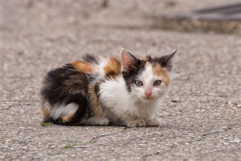 Malvorlagen baby katzen my blog malvorlage katze kostenlose ausmalbilder zum ausdrucken ausmalbild katzenfam. Katzen-Baby Foto & Bild | natur, katzen, tiere Bilder auf ...