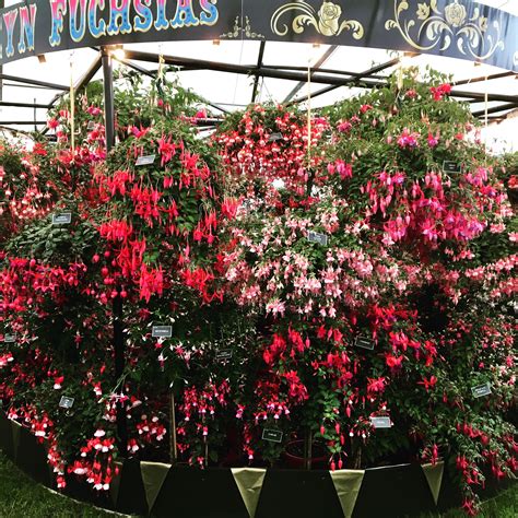 This year we will see how it works against my newest cat!! Fuchsia merry-go-round at RHS Chatsworth | Rhs chatsworth ...