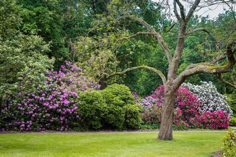 Bushes For Zone 7 Gardens Learn About Growing Shrubs In Zone 7 Gardens