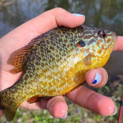 What Are Panfish Lets Settle This Once And For All Panfish Nation