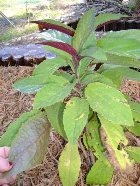 Check spelling or type a new query. Purple And Green Leaf Plant Identification | Leafandtrees.org