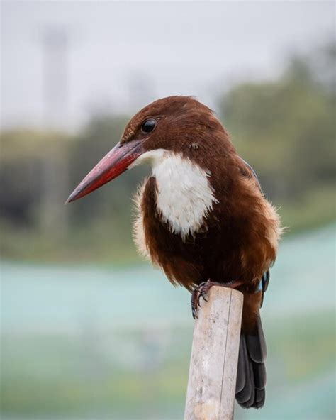 Premium Photo Whitethroated Kingfisher Close Up Shot Animal Portrait