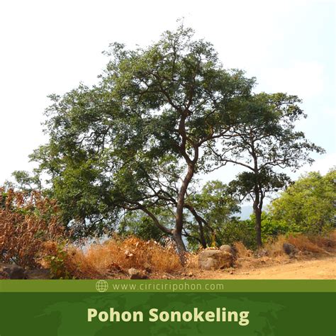 Pohon Sonokeling Homecare