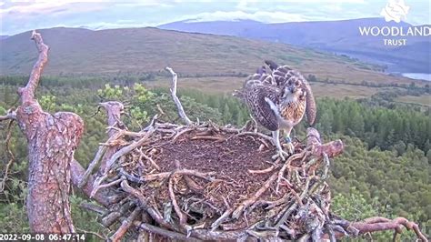 Farewell No Sarafina Lw6 Pays A 14 Second Visit To The Loch Arkaig Osprey Nest 8 Sep 2022 Slo
