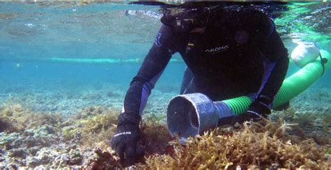 Scientists Use Super Sucker Vacuum To Help Save Hawaiis Coral Reefs
