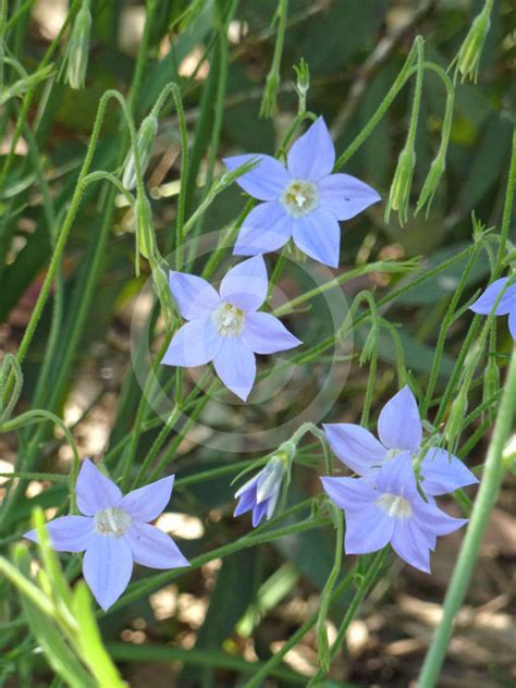 The record derives from wcsp which reports it. Wahlenbergia communis | Tufted Bluebell information & photos