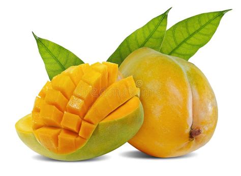 Single Mango Fruit Isolated On White Background Stock Photo Image Of
