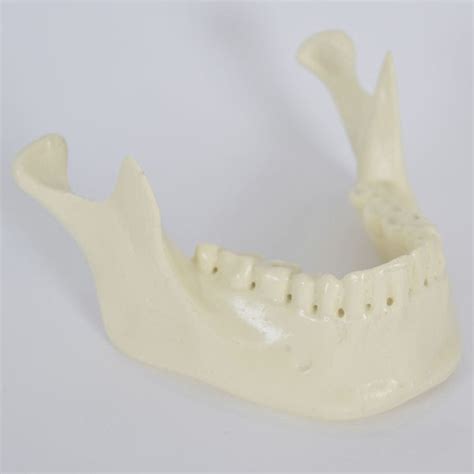 Mandible Model 8950 Synbone Ag Bone For Implantology For Teaching