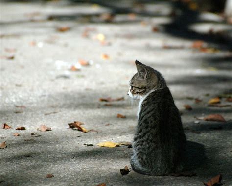 Valley Street: Stray Animals