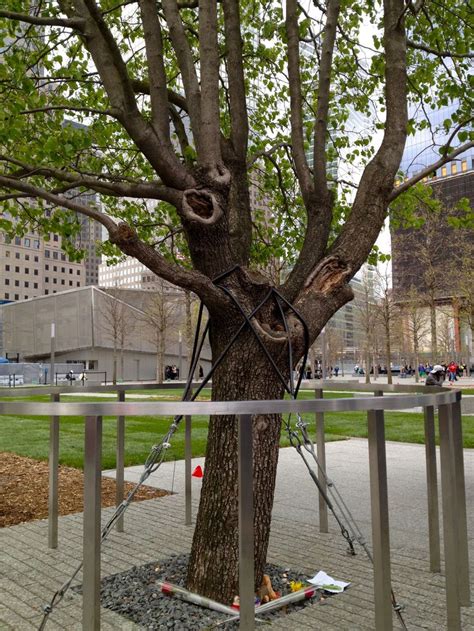 The Only Surviving Tree In The 911 Attack Was Saved Pear Tree And It