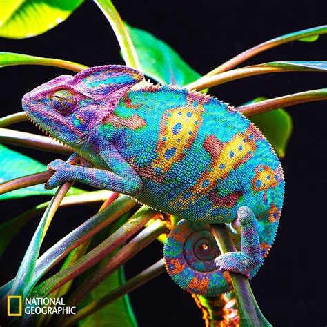 National Geographic Books Colorful Lizards Colorful Animals Chameleon