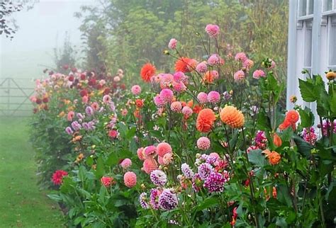 Un Jardín Y Huerto Lleno De Flores Con Una Bordura De Dalias Que Te