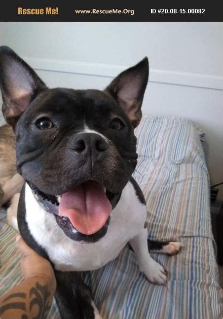 We are headquartered in north carolina, in a pet supply store that is owned with the rescue. ADOPT 20081500082 ~ Bulldog Rescue ~ Indianapolis, IN
