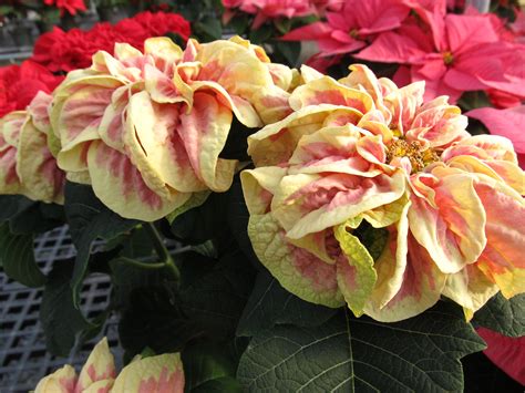 New Poinsettia Varieties Make Your Holidays Bright What Grows There