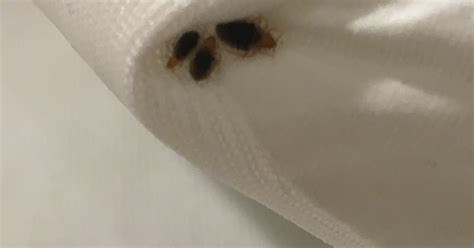 Seattle Exterminators Bed Bugs Spread Like Wild Fire In Seattle School