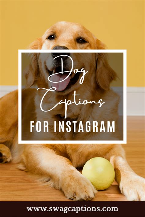 Dog Captions For Insta Baby Captions Love Captions Funny Captions