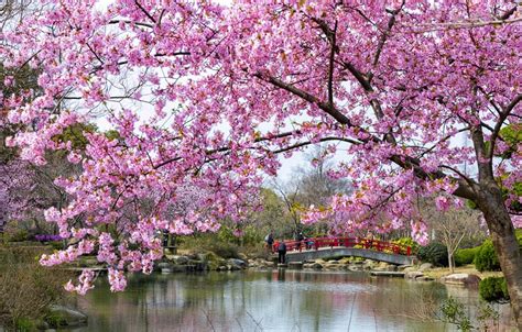 Photos Capture Beauty Of Cherry Blossoms In Wuxi