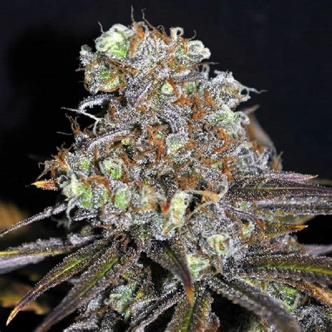 Critical mass is a superstar strain that has been used for thousands of hybridisation sessions. CBD Critical Mass