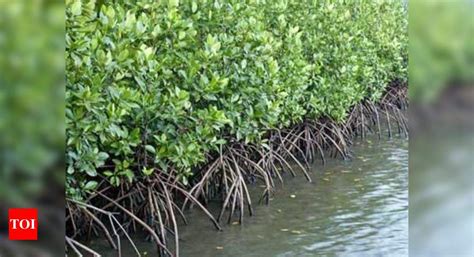 Hc Allows Mangrove Cutting Removes Mthls Last Hurdle Mumbai News