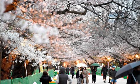 Enjoy Late Cherry Blossoms At Tokyos Beautiful Shinjuku Gyoen Japan