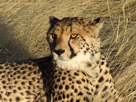 Filenamibian Cheetah