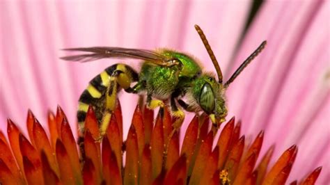 How To Get Rid Of Sweat Bees Identification And Control Guide