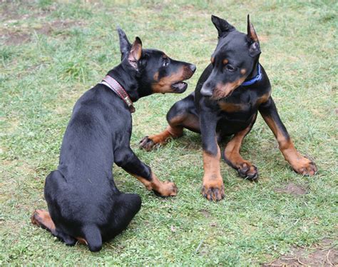Tails docked dew claws removed. European Doberman Puppies for Sale - European Dobermans