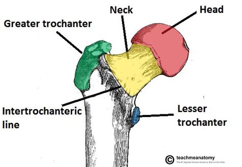 Neck Of Femur Fracture Subcapital Intertrochanteric
