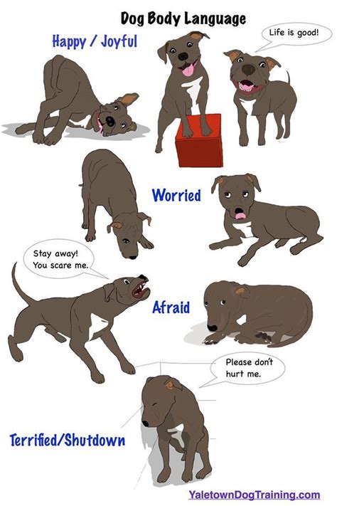 Though we have learned how to communicate with dogs and teach them manners or tricks, dogs, whether of the same breed or different, also communicate with each other. #Dogs use body language to communicate with each other and ...