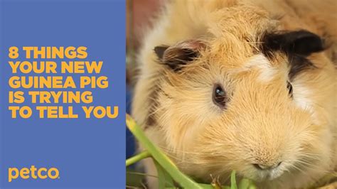8 Things Your New Guinea Pig Is Trying To Tell You New Pet Tips Petco