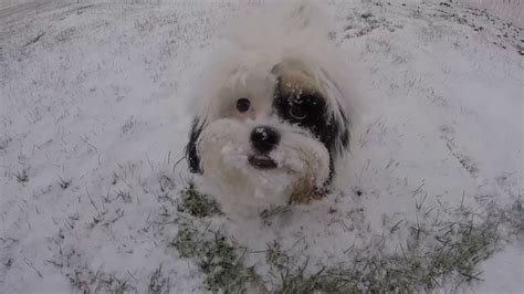 Rosies 1st Snow Day Youtube