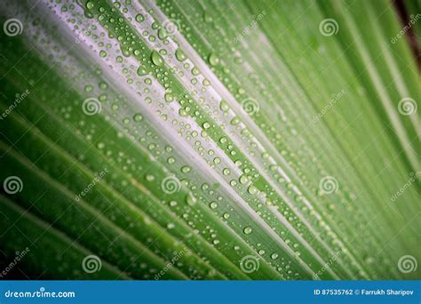 Beautiful Green Tropic Palm Leaf With Drops Of Water Stock Photo
