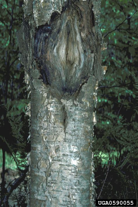 Dogwood Anthracnose Discula Destructiva Diaporthales Valsaceae