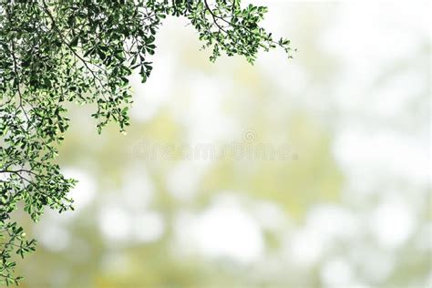 Fresh And Green Leaves Green Bokeh On Nature Abstract Blur Background