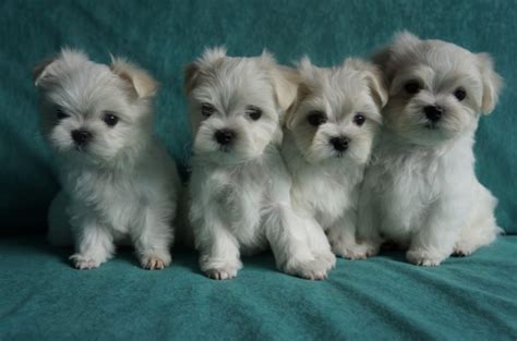 Earn points & unlock badges learning, sharing & helping adopt. Top Quality Kc Tiny Teacup Maltese Puppies Offer €200