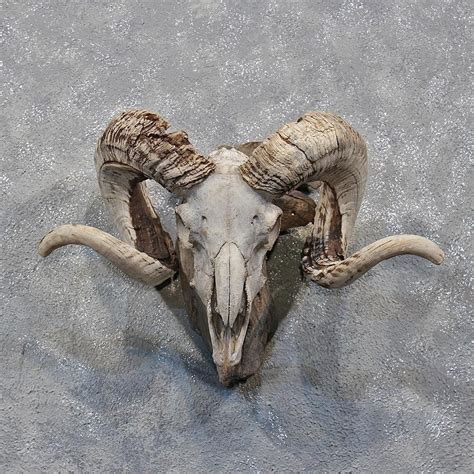 Corsican Ram Skull Front Animal Skeletons Animal Skulls Skull Anatomy