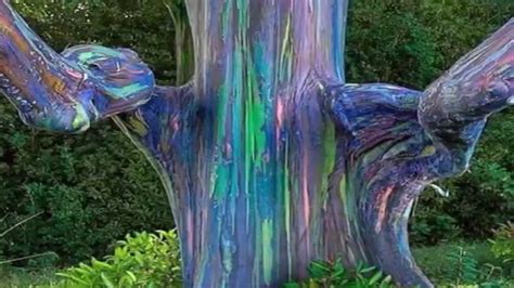 Natural Wonders Rainbow Eucalyptus Youtube