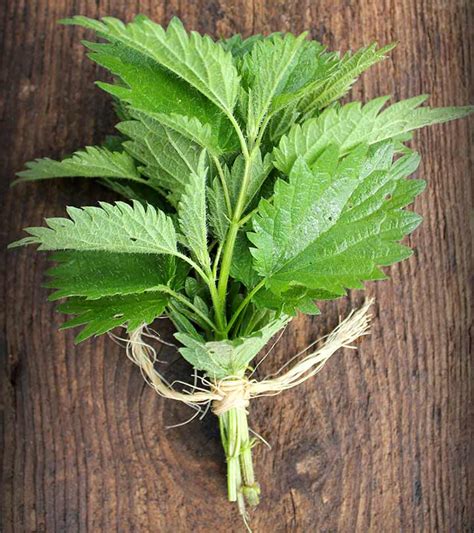 Best teas for hair growth. Stinging Nettle: Health Benefits, Side Effects, And How To ...
