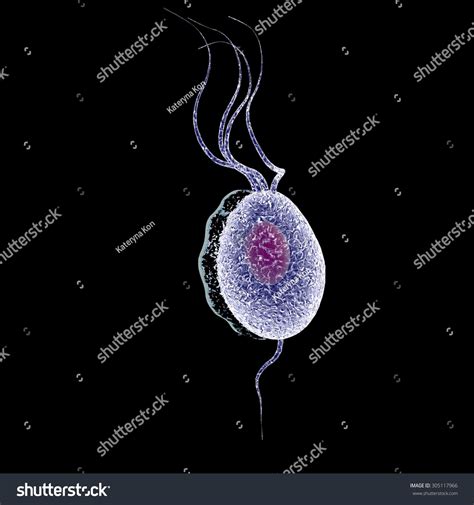Trichomonas Vaginalis Isolated On Black Background 37200 Hot Sex Picture
