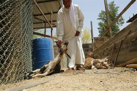 شاهد الصور كلاب ضالة تهاجم مزرعة وتقتل أغناماً بالسنابس البحرين صحيفة الوسط البحرينية