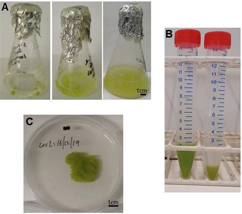 We did not find results for: Stable Transformation of Arabidopsis thaliana Cell ...