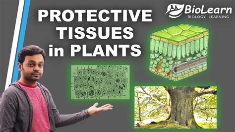 Protective Tissues In Plants Plant Tissues Class 9 Icse Biolearn